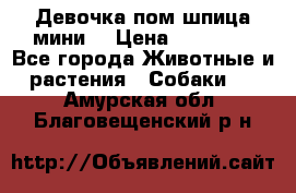 Девочка пом шпица мини  › Цена ­ 30 000 - Все города Животные и растения » Собаки   . Амурская обл.,Благовещенский р-н